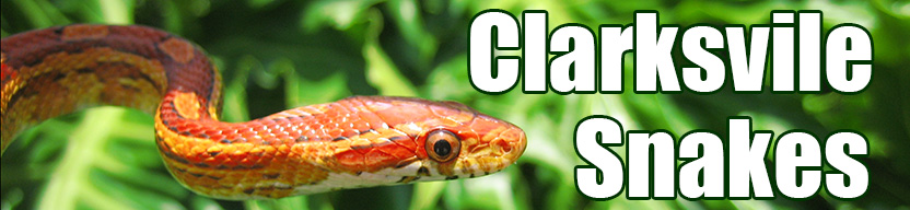 Clarksville snake